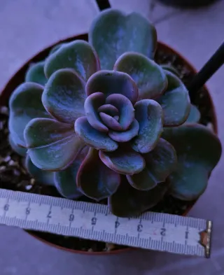Echeveria Heart Song Pianta Succulenta