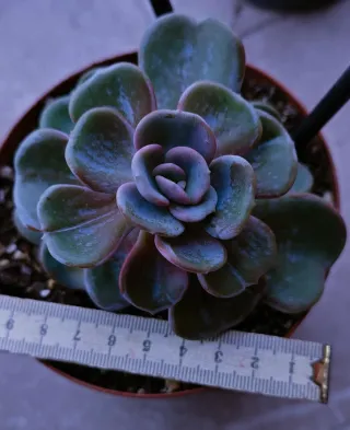 Echeveria Heart Song Pianta Succulenta