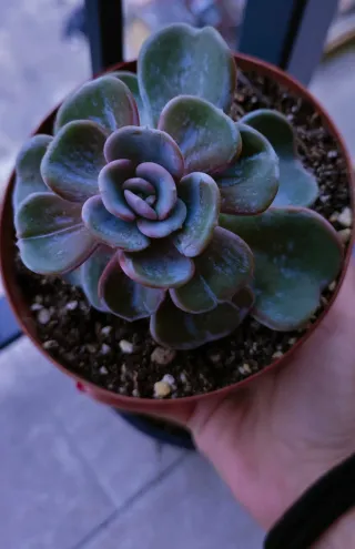 Echeveria Heart Song Pianta Succulenta