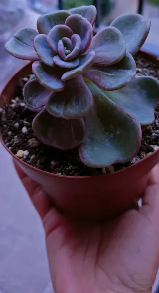 Echeveria Heart Song Pianta Succulenta