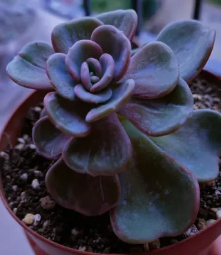 Echeveria Heart Song Pianta Succulenta
