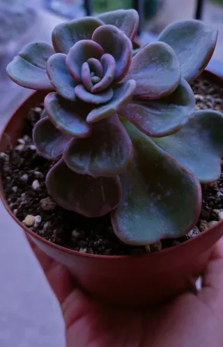 Echeveria Heart Song Pianta Succulenta