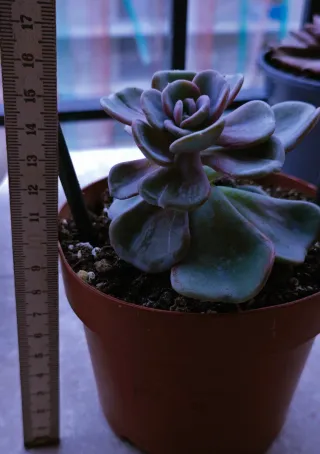 Echeveria Heart Song Pianta Succulenta