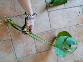 Monstera Deliziosa Pianta