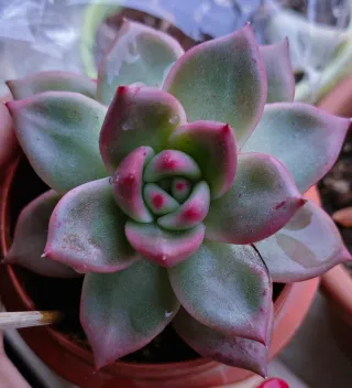 Echeveria Sanguinea Pianta Succulenta 11cm