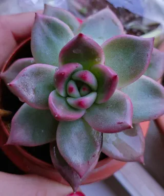 Echeveria Sanguinea Pianta Succulenta 11cm