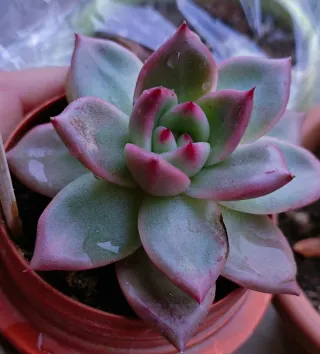 Echeveria Sanguinea Pianta Succulenta 11cm