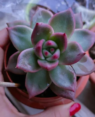 Echeveria Sanguinea Pianta Succulenta 11cm