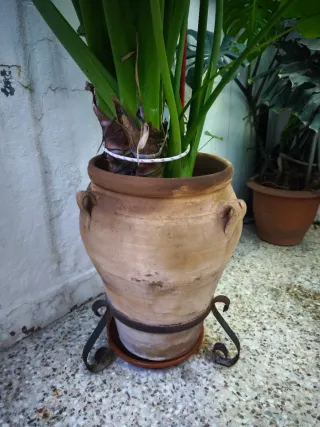Alocasia Gigante Oreja de Elefante