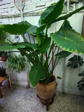 Alocasia Gigante Oreja de Elefante