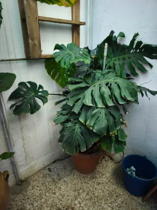 Monstera Deliciosa - Costilla de Adán
