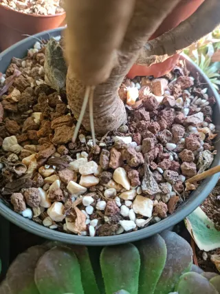 Piedra volcánica 2kg