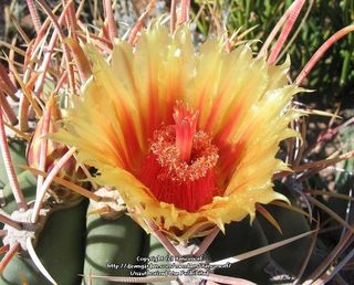 Ferocactus emoryi o CACTUS BARRIL
