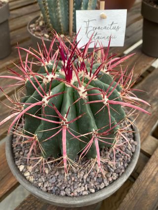 Ferocactus emoryi o CACTUS BARRIL