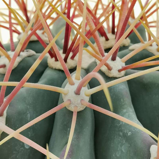 Ferocactus emoryi o CACTUS BARRIL
