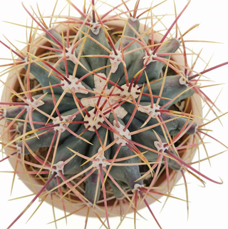 Ferocactus emoryi o CACTUS BARRIL