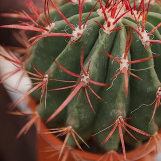 Ferocactus stainesii o BARRIL DE FUEGO