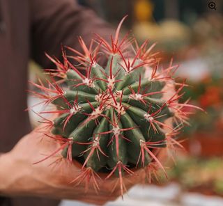 Ferocactus stainesii o BARRIL DE FUEGO
