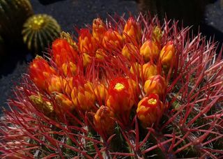 Ferocactus stainesii o BARRIL DE FUEGO