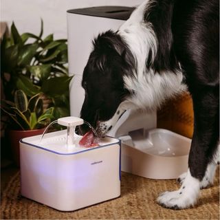 Bebedero Automático Mellerware Petto Drink