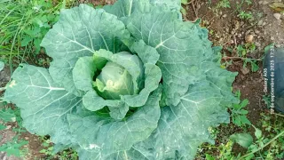 Busco terreno para darle vida de nuevo