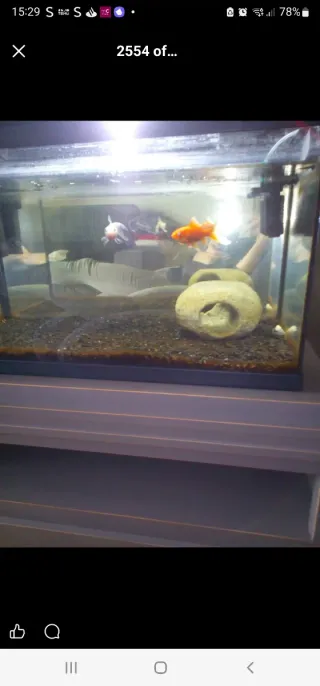 Pecera, acuario o terrario.