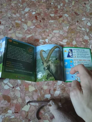 Stambecco Dominatori delle Montagne Sbabam