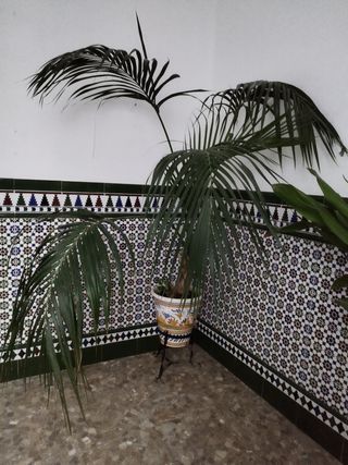 Planta Kentia con maceta