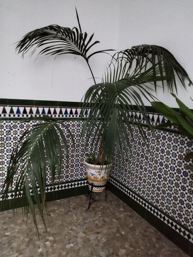 Planta Kentia con maceta