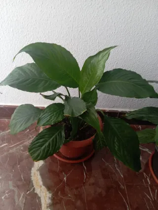 Planta de interior verde. Cuna de Moisés.