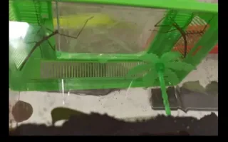 Complemento terrario