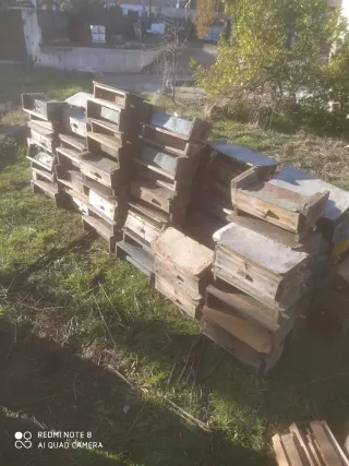 Caza polen apicultura