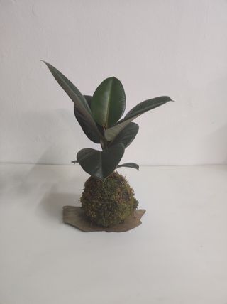 Kokedama: Planta Natural Técnica Japonesa