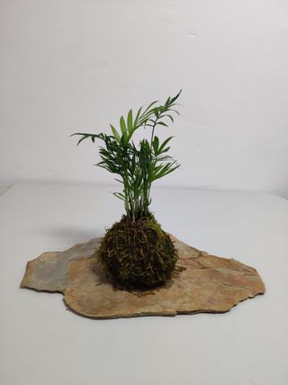 Kokedama: Planta Natural Técnica Japonesa