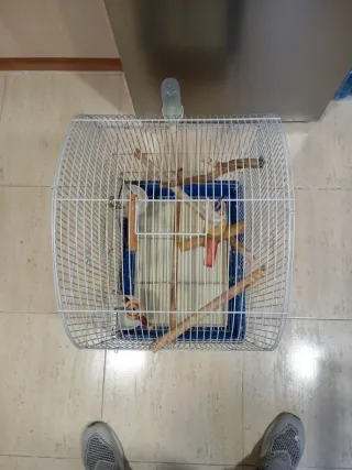 Jaula para agapornis o canarios