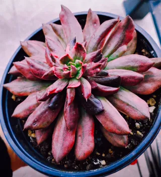 Echeveria Red Prince