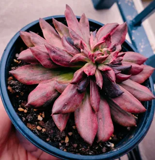 Echeveria Red Prince