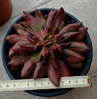 Echeveria Red Prince