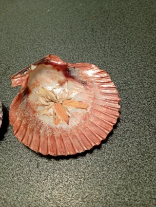 Conchiglie decorate a mano