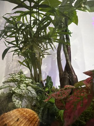 Terrario de cristal con plantas