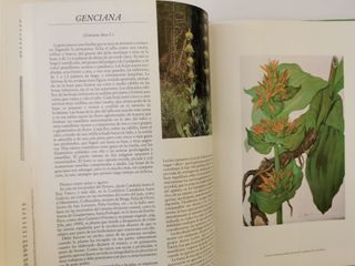 Plantas medicinales. Pio Font Quer+/William A. R.