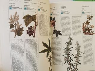 Plantas medicinales. Pio Font Quer+/William A. R.