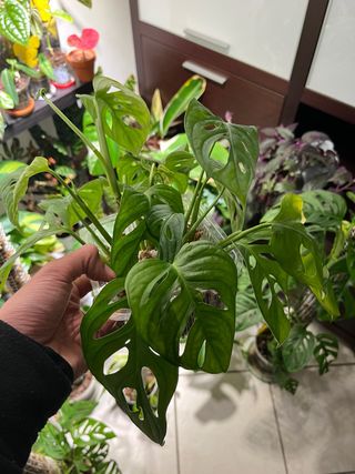 Talea Monstera Adansonii