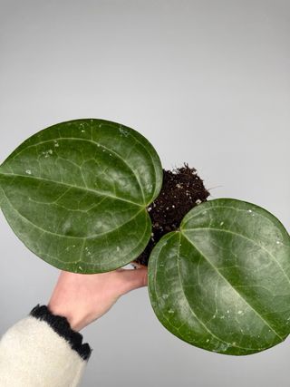 Hoya Sarawak Cream XL