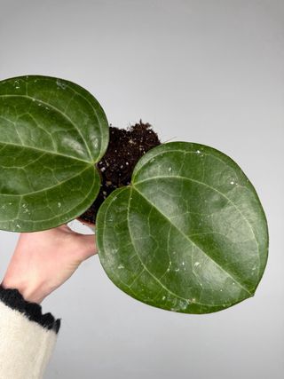 Hoya Sarawak Cream XL