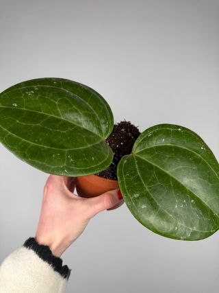 Hoya Sarawak Cream XL