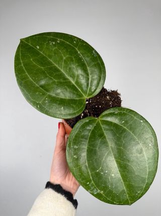 Hoya Sarawak Cream XL