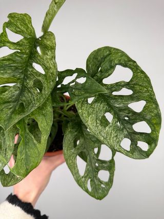 Monstera Adansonii Mint