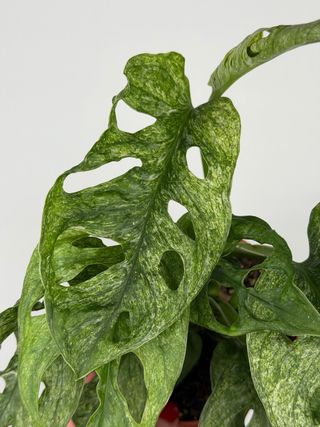 Monstera Adansonii Mint