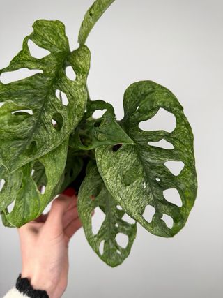 Monstera Adansonii Mint